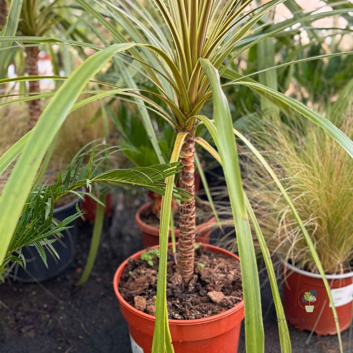 Κορδυλίνη Αυστράλις (Cordyline australis) | Εξωτικό Αειθαλές Φυτό για Κήπο & Γλάστρα - 2